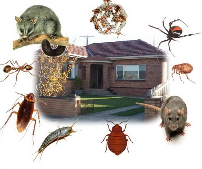 Top 5 cách diệt côn trùng tự nhiên hiệu quả tại nhà