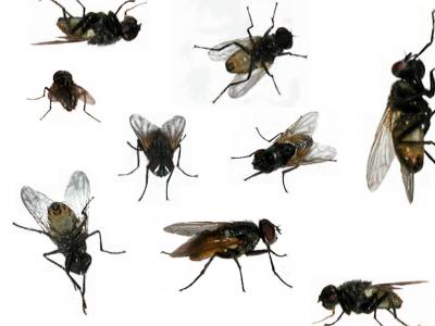 Top 5 phương pháp tự nhiên diệt ruồi nhà hiệu quả nhất