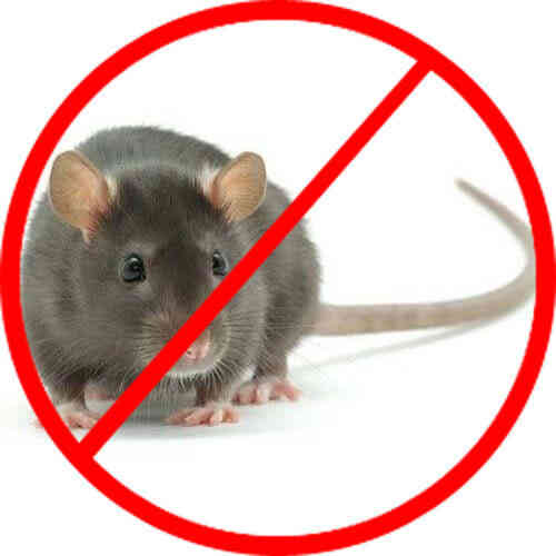 Tìm hiểu giải pháp diệt chuột hiệu quả tại khu công nghiệp