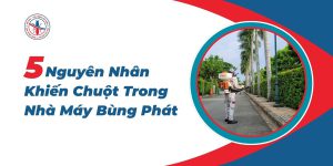5-Nguyen-Nhan-Khien-Chuot-Trong-Nha-May-Bung-Phat