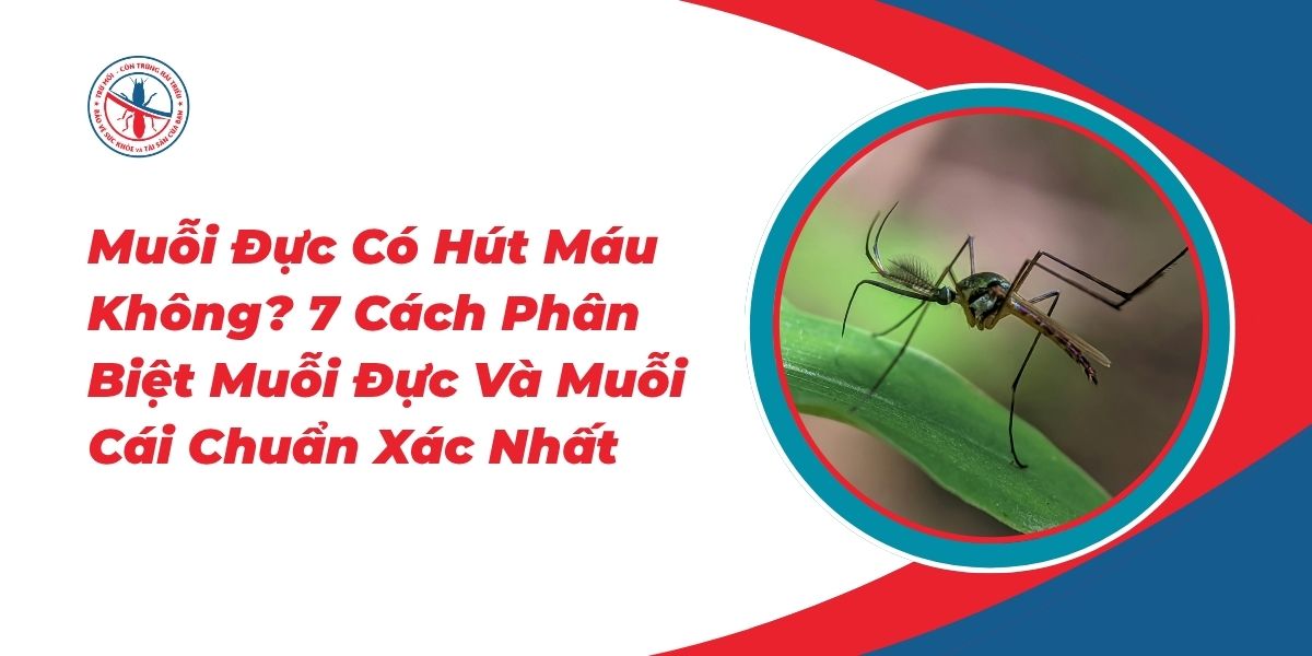 Muỗi Đực Có Hút Máu Không? 7 Cách Phân Biệt Muỗi Đực Và Muỗi Cái Chuẩn Xác Nhất 1 7-Cach-Phan-Biet-Muoi-Duc-Va-Muoi-Cai-Chuan-Xac-Nhat