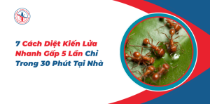 7-Cach-Diet-Kien-Lua-Nhanh-Gap-5-Lan-Chi-Trong-30-Phut-Tai-Nha