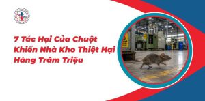 7-Tac-Hai-Cua-Chuot-Khien-Nha-Kho-Thiet-Hai-Hang-Tram-Trieu
