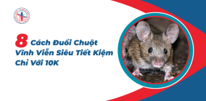 8-Cach-Duoi-Chuot-Vinh-Vien-Sieu-Tiet-Kiem