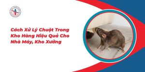 Cach-Xu-Ly-Chuot-Trong-Kho-Hang-Hieu-Qua-Cho-Nha-May-Kho-Xuong