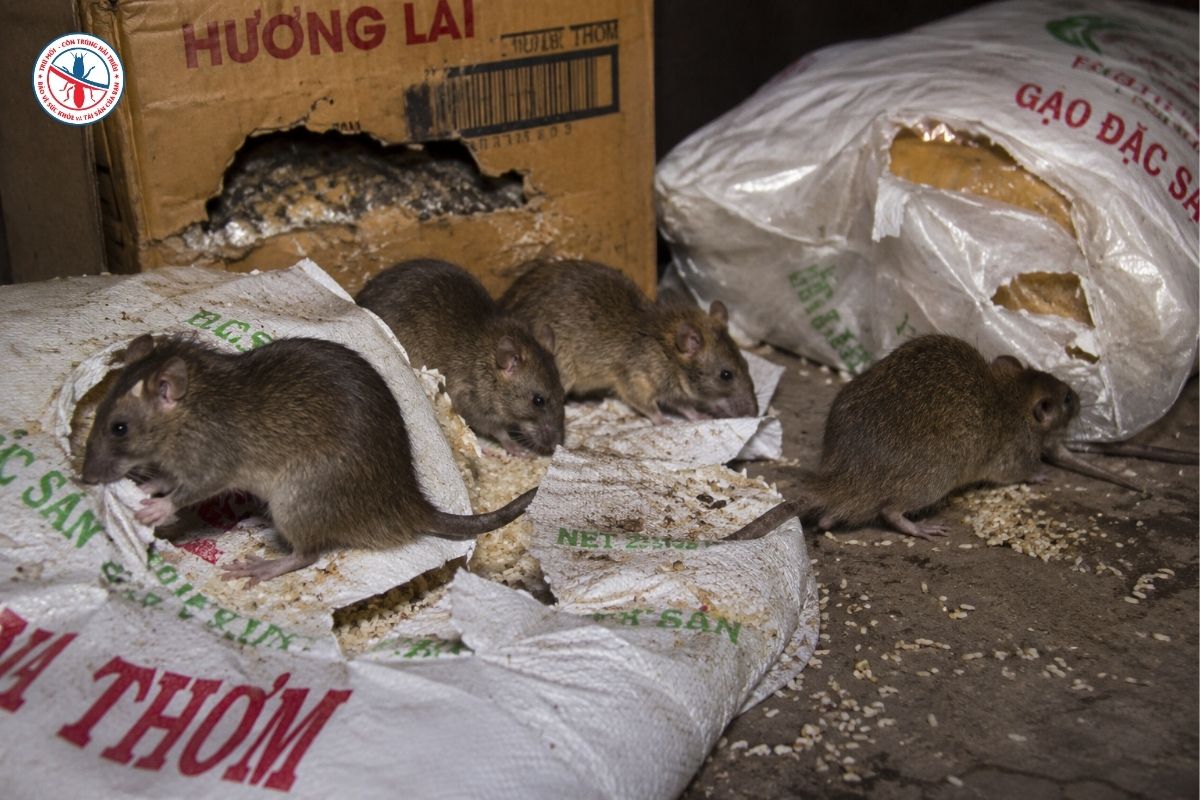 Kiểm Soát Chuột Định Kỳ Là Gì? Vì Sao Doanh Nghiệp Không Thể Bỏ Qua? 6 Cau-Hoi-Thuong-Gap-Khi-Kiem-Soat-Chuot