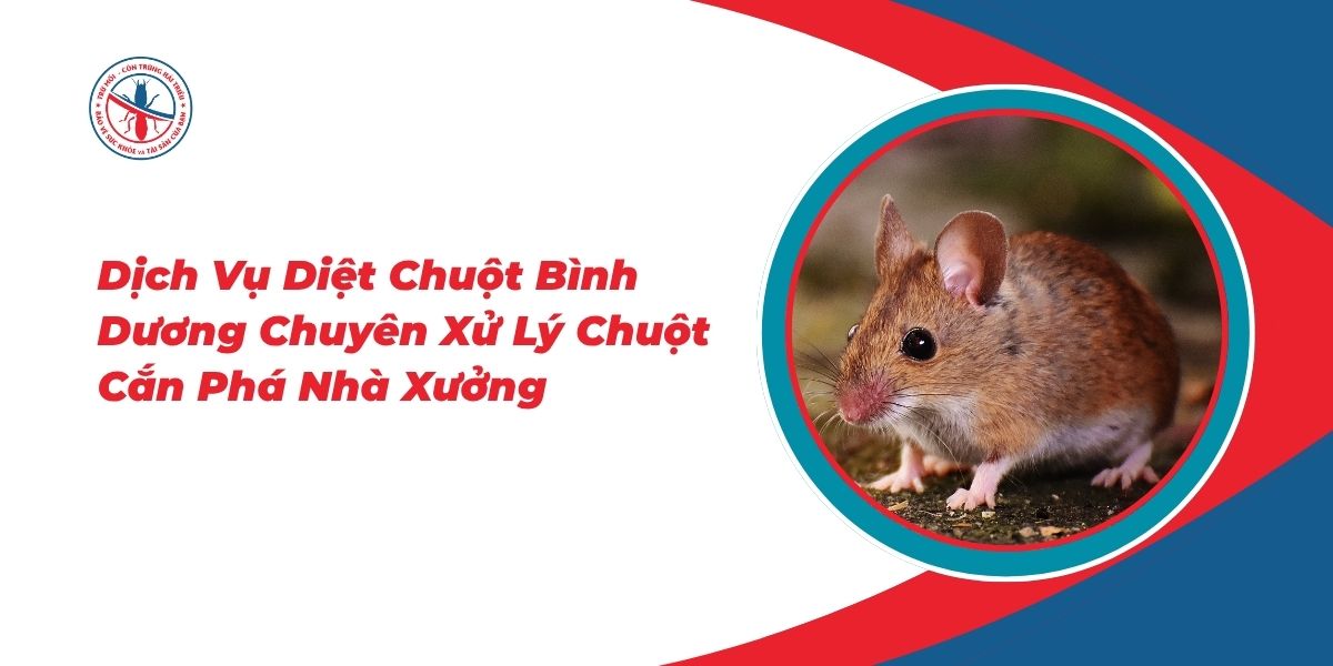 Dich-Vu-Diet-Chuot-Binh-Duong-Chuyen-Xu-Ly-Chuot-Can-Pha-Nha-Xuong