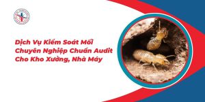 Dich-Vu-Kiem-Soat-Moi-Chuyen-Nghiep-Chuan-Audit-Cho-Kho-Xuong-Nha-May