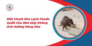 Diet-Chuot-Kho-Lanh-Chuan-Audit-Cho-Nha-May-Khong-Anh-Huong-Hang-Hoa