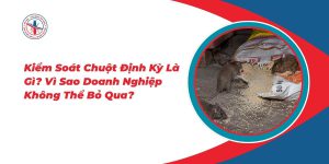Kiem-Soat-Chuot-Dinh-Ky-La-Gi-Vi-Sao-Doanh-Nghiep-Khong-The-Bo-Qua