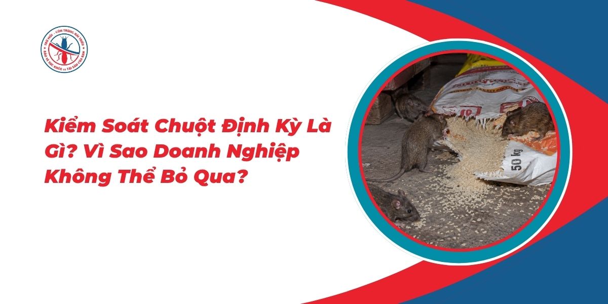 Kiểm Soát Chuột Định Kỳ Là Gì? Vì Sao Doanh Nghiệp Không Thể Bỏ Qua? 1 Kiem-Soat-Chuot-Dinh-Ky-La-Gi-Vi-Sao-Doanh-Nghiep-Khong-The-Bo-Qua