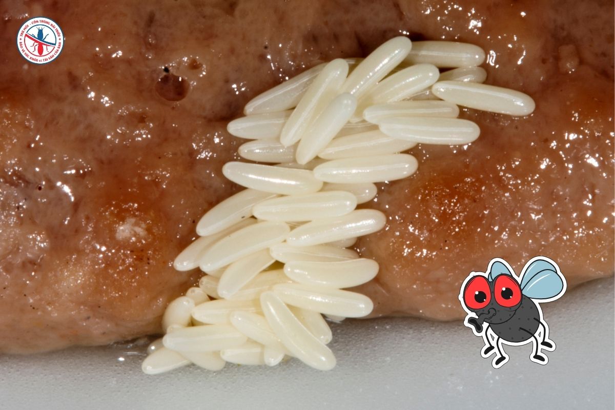 Dịch Vụ Diệt Ruồi Nhà Máy Đạt Chuẩn Audit, ISO, HACCP 2 Nhung-Nguyen-Nhan-Khien-Ruoi-Xuat-Hien-Trong-Nha-May