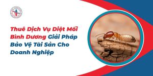 Thue-Dich-Vu-Diet-Moi-Binh-Duong-Giai-Phap-Bao-Ve-Tai-San-Cho-Doanh-Nghiep