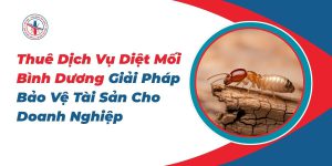 Thue-Dich-Vu-Diet-Moi-Binh-Duong-Giai-Phap-Bao-Ve-Tai-San-Cho-Doanh-Nghiep