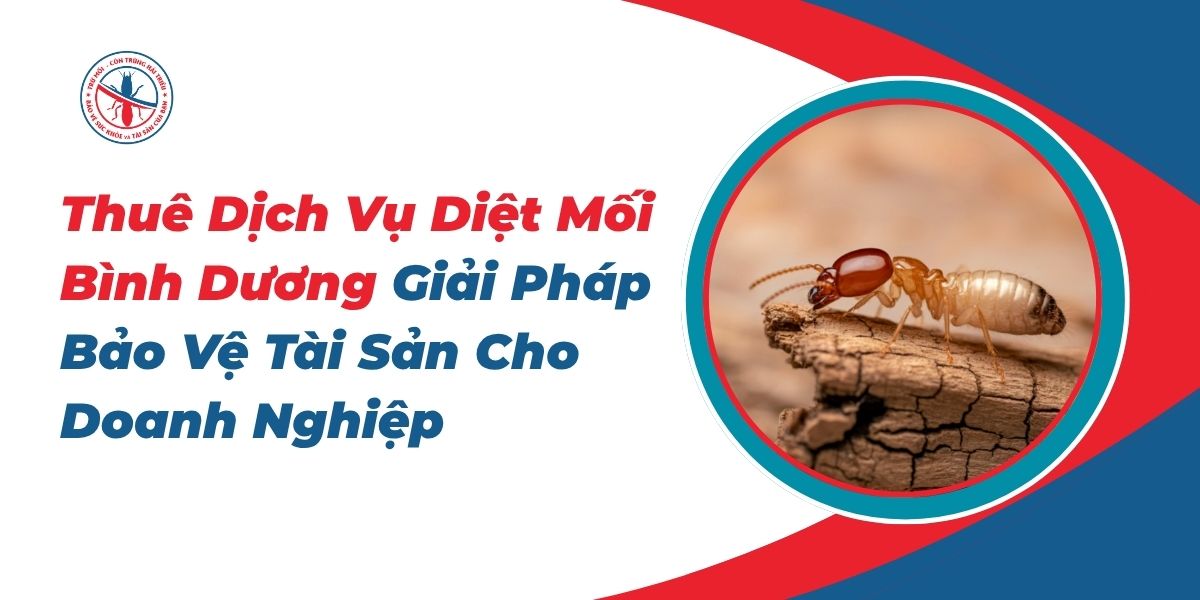 Thuê Dịch Vụ Diệt Mối Bình Dương Giải Pháp Bảo Vệ Tài Sản Cho Doanh Nghiệp 1 Thue-Dich-Vu-Diet-Moi-Binh-Duong-Giai-Phap-Bao-Ve-Tai-San-Cho-Doanh-Nghiep
