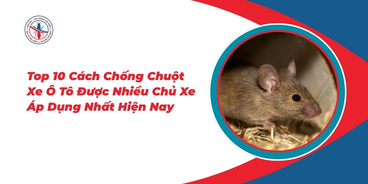 Top-10-Cach-Chong-Chuot-Xe-O-To-Duoc-Nhieu-Chu-Xe-Ap-Dung-Nhat-Hien-Nay
