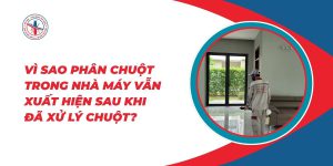 Vi-Sao-Phan-Chuot-Trong-Nha-May-Van-Xuat-Hien-Sau-Khi-Da-Xu-Ly-Chuot