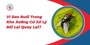 Vi-Sao-Ruoi-Trong-Kho-Xuong-Cu-Xu-Ly-Roi-Lai-Quay-Lai