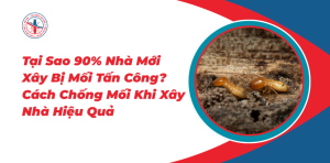 Cach-Chong-Moi-Khi-Xay-Nha-Hieu-Qua
