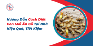 Cach-Diet-Con-Moi-An-Go-Tai-Nha