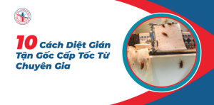 Cach-Diet-Gian-Tan-Goc-Cap-Toc-Tu-Chuyen-Gia