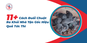 Cach-Duoi-Chuot-Ra-Khoi-Nha-Tan-Goc-Hieu-Qua-Tuc-Thi