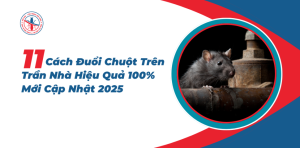 Cach-Duoi-Chuot-Tren-Tran-Nha