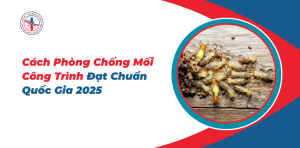 Cach-Phong-Chong-Moi-Cong-Trinh-Dat-Chuan-Quoc-Gia-2025