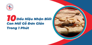 Dau-Hieu-Nhan-Biet-Con-Moi-Go-Don-Gian-Trong-1-Phut