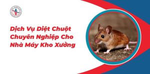 Dich-Vu-Diet-Chuot-Chuyen-Nghiep-Cho-Nha-May-Kho-Xuong