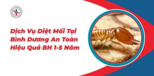 Dich-Vu-Diet-Moi-Tai-Binh-Duong-An-Toan-Hieu-Qua-BH-1-5-Nam