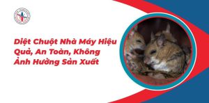Diet-Chuot-Nha-May-Hieu-Qua-An-Toan-Khong-Anh-Huong-San-Xuat