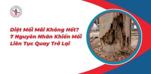 Diet-Moi-Mai-Khong-Het-7-Nguyen-Nhan-Khien-Moi-Lien-Tuc-Quay-Tro-Lai