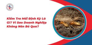 Kiem-Tra-Moi-Dinh-Ky-La-Gi-Vi-Sao-Doanh-Nghiep-Khong-Nen-Bo-Qua