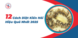 Kien-Hoi-La-Gi-12-Cach-Diet-Kien-Hoi-Hieu-Qua-Nhat-2025