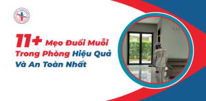 meo duoi muoi trong phong 970x477 1
