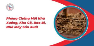 Phong-Chong-Moi-Nha-Xuong-Kho-Go-Bao-Bi-Nha-May-San-Xuat
