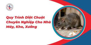 Quy-Trinh-Diet-Chuot-Chuyen-Nghiep-Cho-Nha-May-Kho-Xuong
