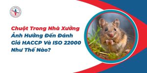 Chuot-Trong-Nha-Xuong-Anh-Huong-Den-Danh-Gia-HACCP-Va-ISO-22000-Nhu-The-Nao