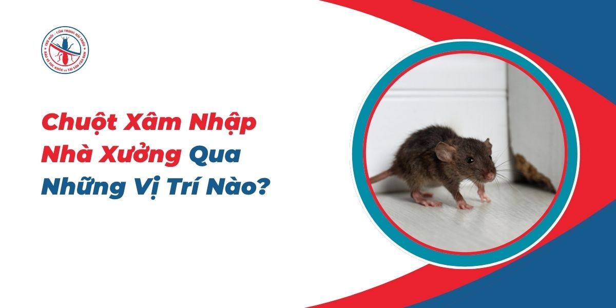 Chuot-Xam-Nhap-Nha-Xuong-Qua-Nhung-Vi-Tri-Nao