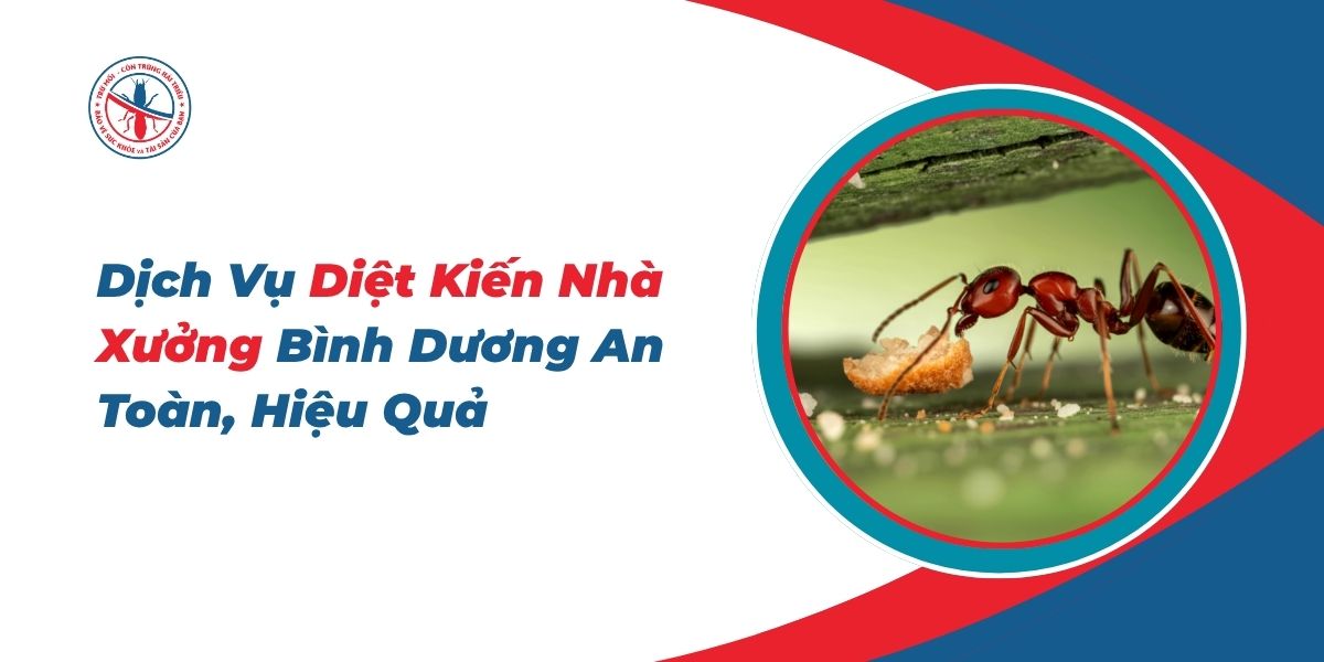 Dịch Vụ Diệt Kiến Nhà Xưởng Bình Dương An Toàn, Hiệu Quả 1 Dich-Vu-Diet-Kien-Nha-Xuong-Binh-Duong-An-Toan-Hieu-Qua