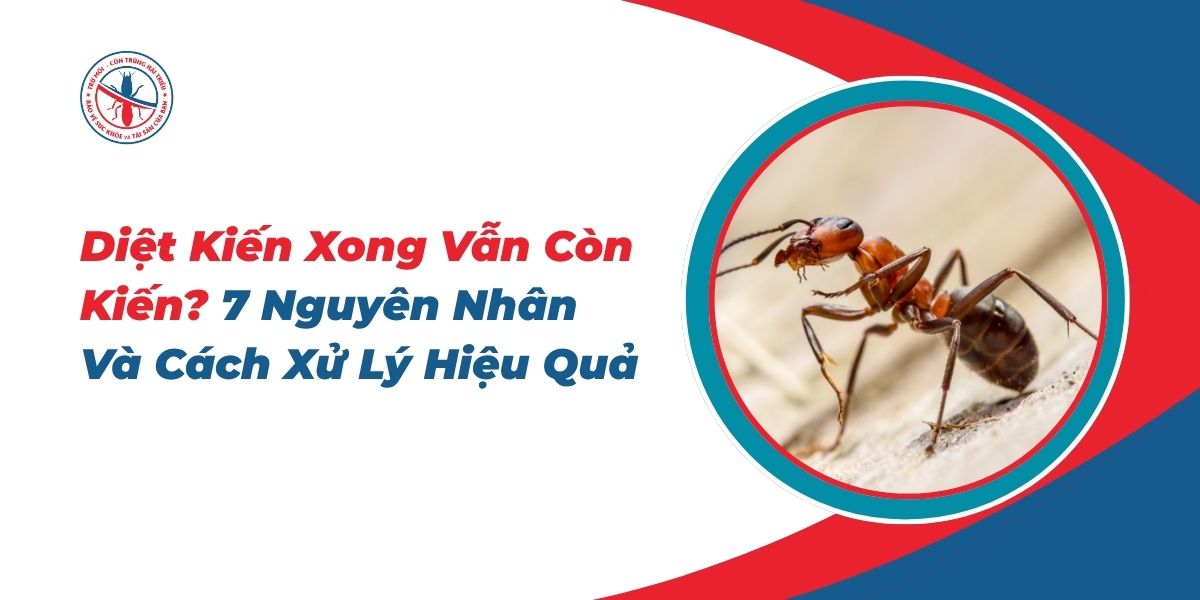 Diet-Kien-Xong-Van-Con-Kien-7-Nguyen-Nhan-Va-Cach-Xu-Ly-Hieu-Qua
