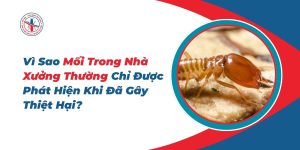 Vi-Sao-Moi-Trong-Nha-Xuong-Thuong-Chi-Duoc-Phat-Hien-Khi-Da-Gay-Thiet-Hai