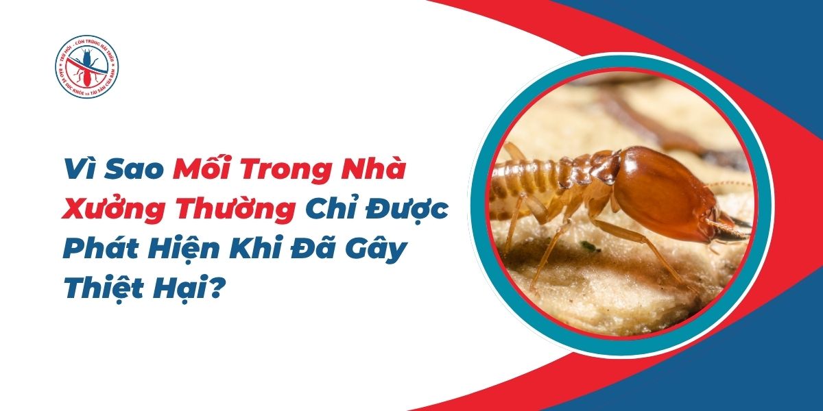 Vi-Sao-Moi-Trong-Nha-Xuong-Thuong-Chi-Duoc-Phat-Hien-Khi-Da-Gay-Thiet-Hai